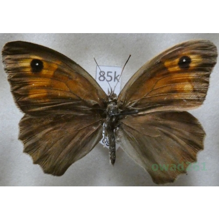 Maniola jurtina (Linnaeus, 1758) female Przestrojnik jurtina Romania85k